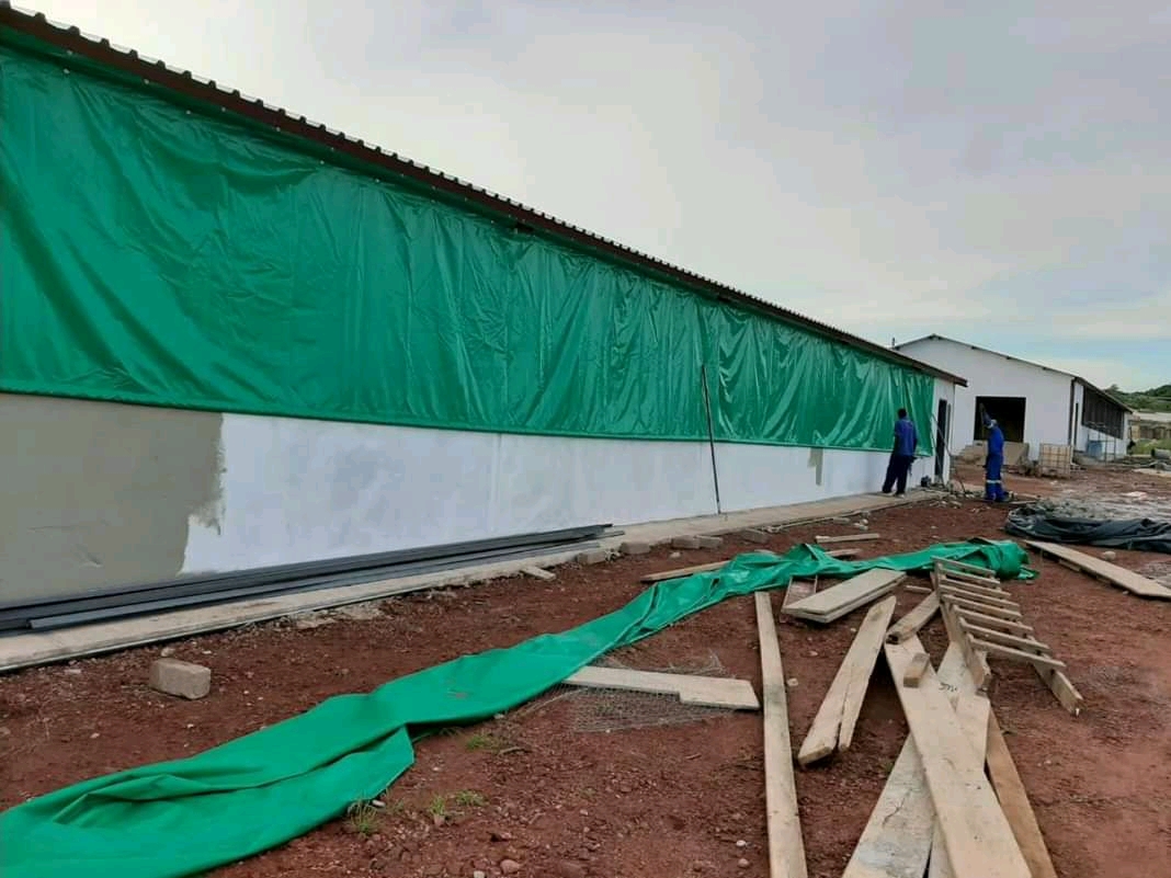 Chicken Curtain Example 3