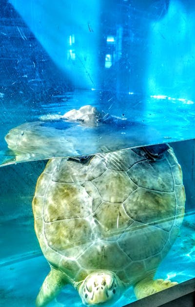 Truck Cover Example 1